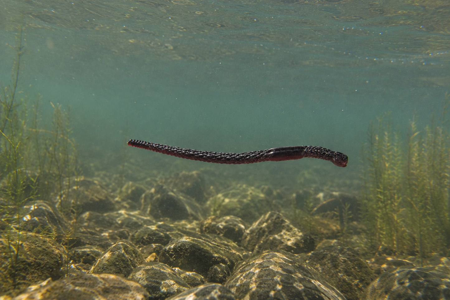 Hybrids Slate Worm 6"