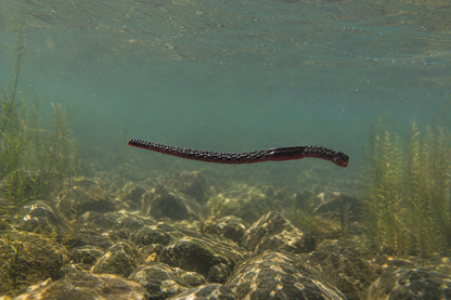 Hybrids Slate Worm 6"