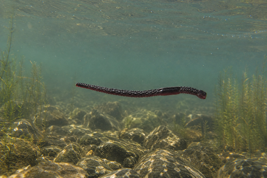 Hybrids Slate Worm 6"