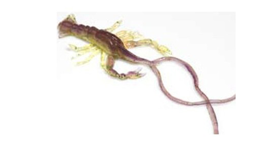 Hybrids Condor Crawfish 5"
