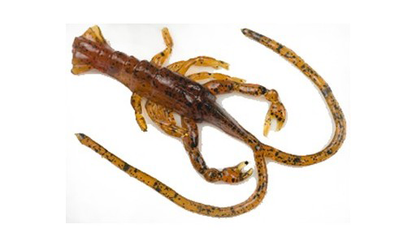 Hybrids Condor Crawfish 5"