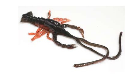 Hybrids Conrad Crawfish 3"