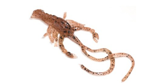 Hybrids Condor Crawfish 5"